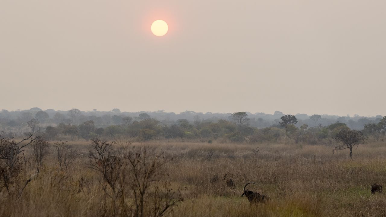 Angola nearly lost its national animal to poaching. Here’s how a team of dedicated conservationists brought it back