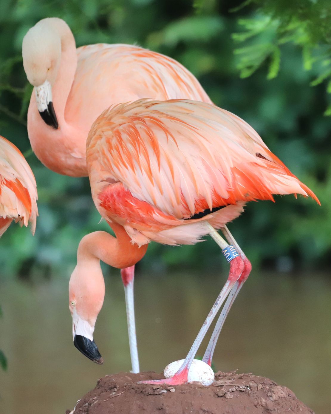 The zoo has had several all-male pairings during past breeding seasons. This year, however, a same-sex couple had an egg to sit on.