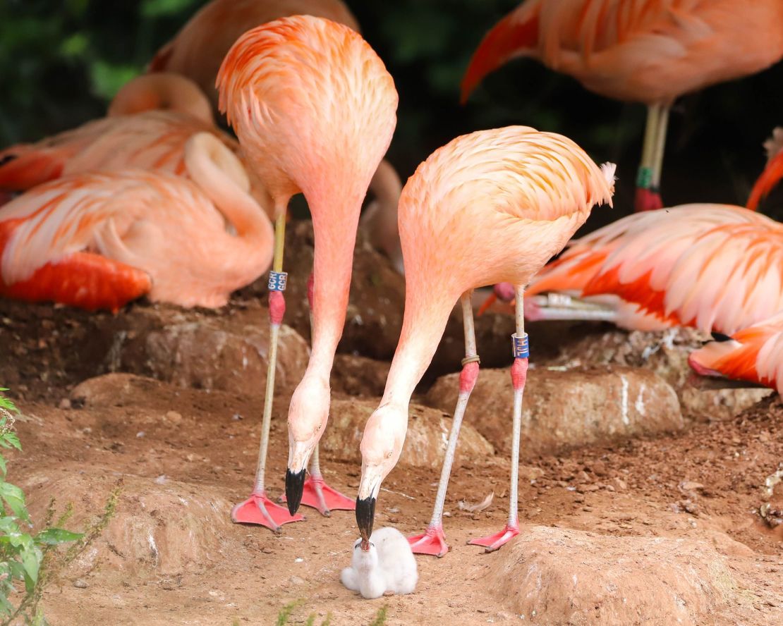 Two male flamingos named Arthur and Curtis successfully hatched an egg together at the Paignton Zoo in southwest England.