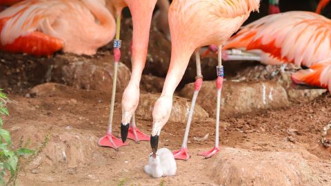 Same-sex-flamingo-couple-tenting-to-their-chick-at-Paignton-Zoo---credit-Wild-Planet-Trust.jpg