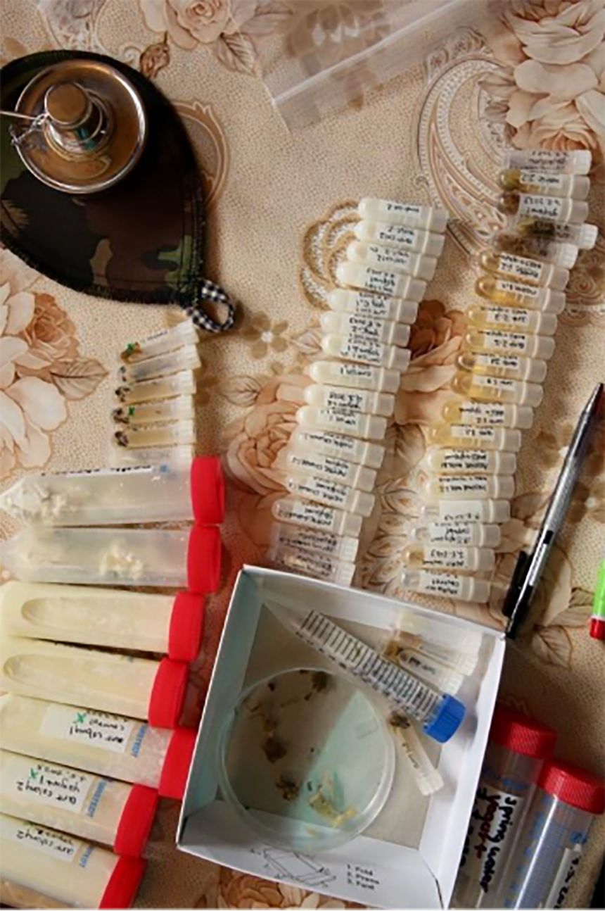 Samples collected from ant yogurt fieldwork in Bulgaria, including yogurt and local forest ants.