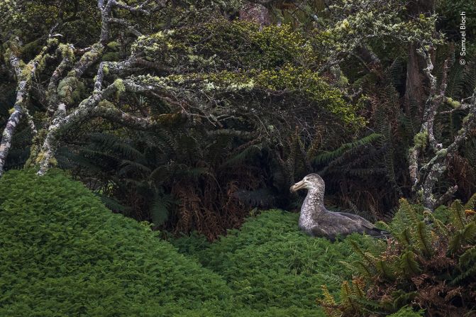 A northern giant petrel is pictured in its nest on Enderby Island, New Zealand, in this photo by Samuel Bloch.