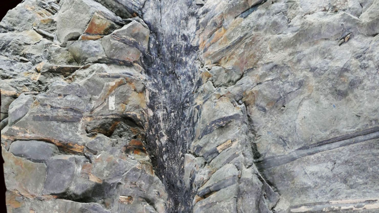 A preservação única da árvore Sanfordiacaulis densifolia, cujo tronco é rodeado por mais de 250 folhas dispostas em espiral, foi o resultado de terremotos em um sistema de lagos de fenda com 352 milhões de anos, agora exposto em New Brunswick, Canadá.