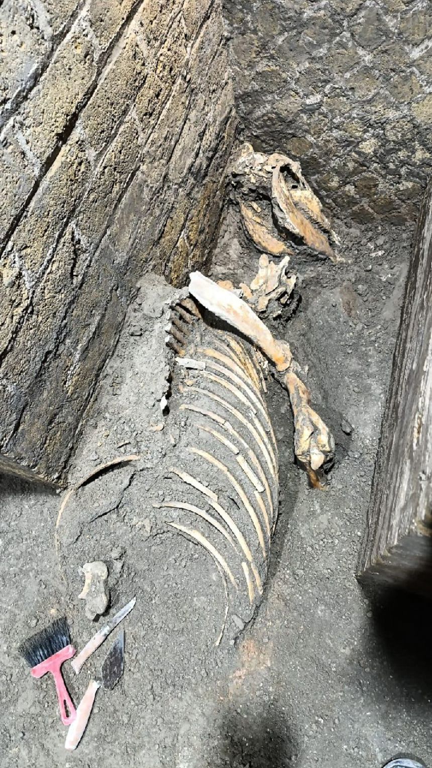 The skeleton of a horse killed in the AD 79 eruption was found wedged between posts in one of the rooms.
