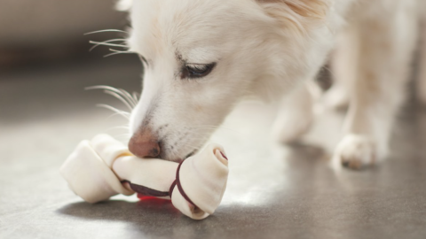 Chewy sale: get up to 50% off toys, treats and more for your pet