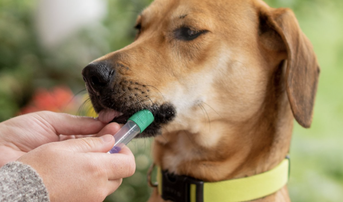 how do you deodorize a dog collar