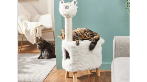 llama cat condo chewy cnnu