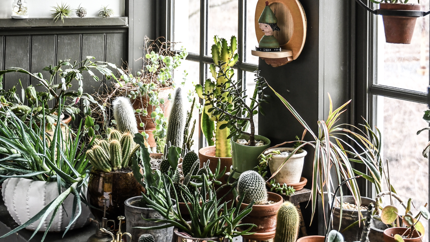 Learn the art of watering houseplants and show off the green thumb you always knew you had.
