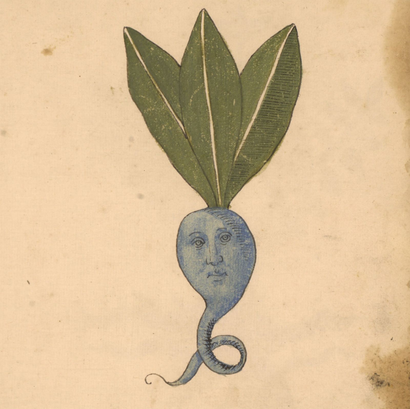 "Plants can be weird little guys, too," according to Swarthout. This illustration is part of a Italian compendium of medicinal herbs, many of whom have faces and, clearly, some thoughts about the situation.