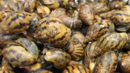 A cache of live snails discovered by CBP at Detroit Metropolitan Airport after a passenger arriving from Ghana was referred for a secondary examination after declaring various fresh food items. The snails were humanely euthanized as a means to ensure they did not enter the ecosystem and cause havoc to U.S. agriculture.