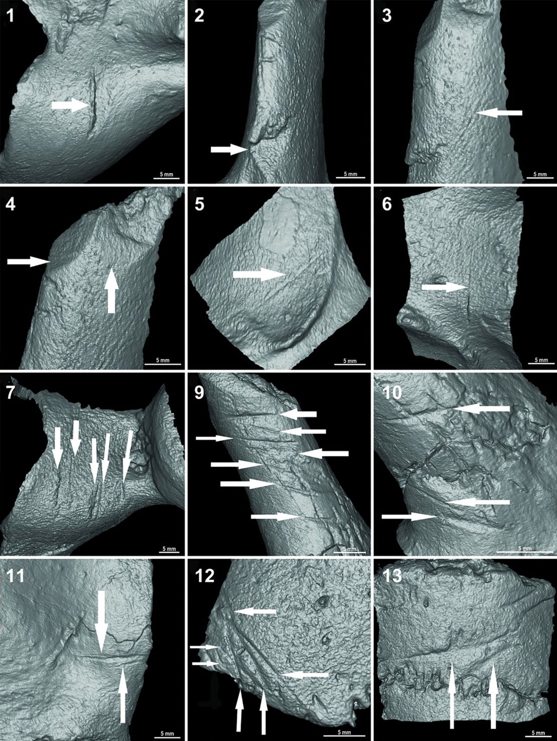 A detailed examination of cut marks on the fossils revealed they were made by stone tools in a deliberate sequence.