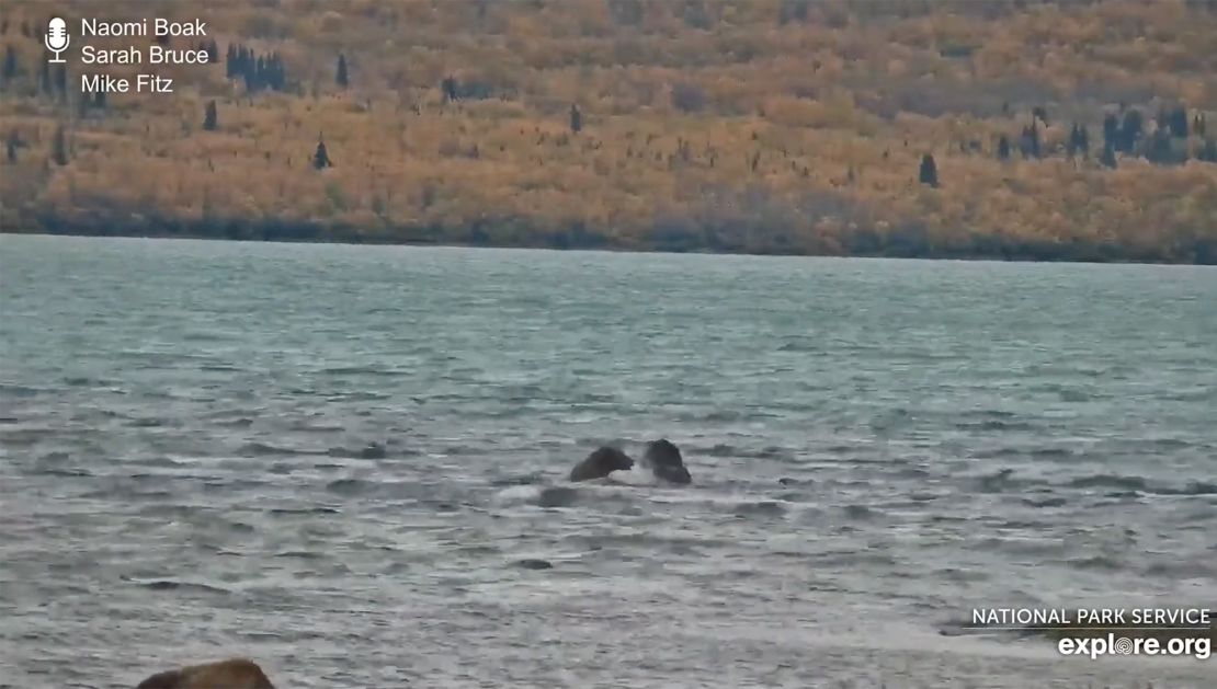 In this screenshot from a live-streamed video, two bears in Katmai National Park fight on September 30.