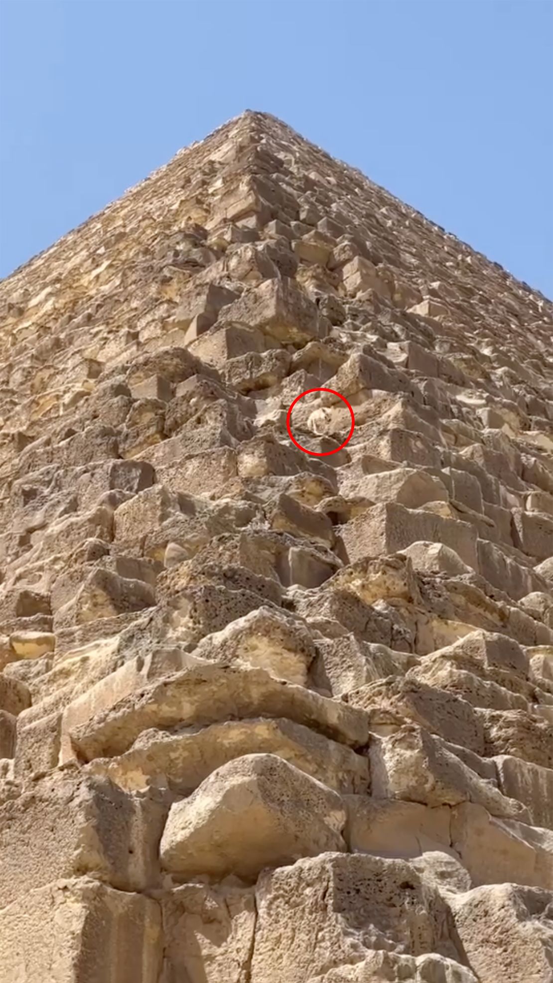 In this screenshot from the video, a dog climbs down from a pyramid in Egypt. CNN has added the identifying circle for clarity.