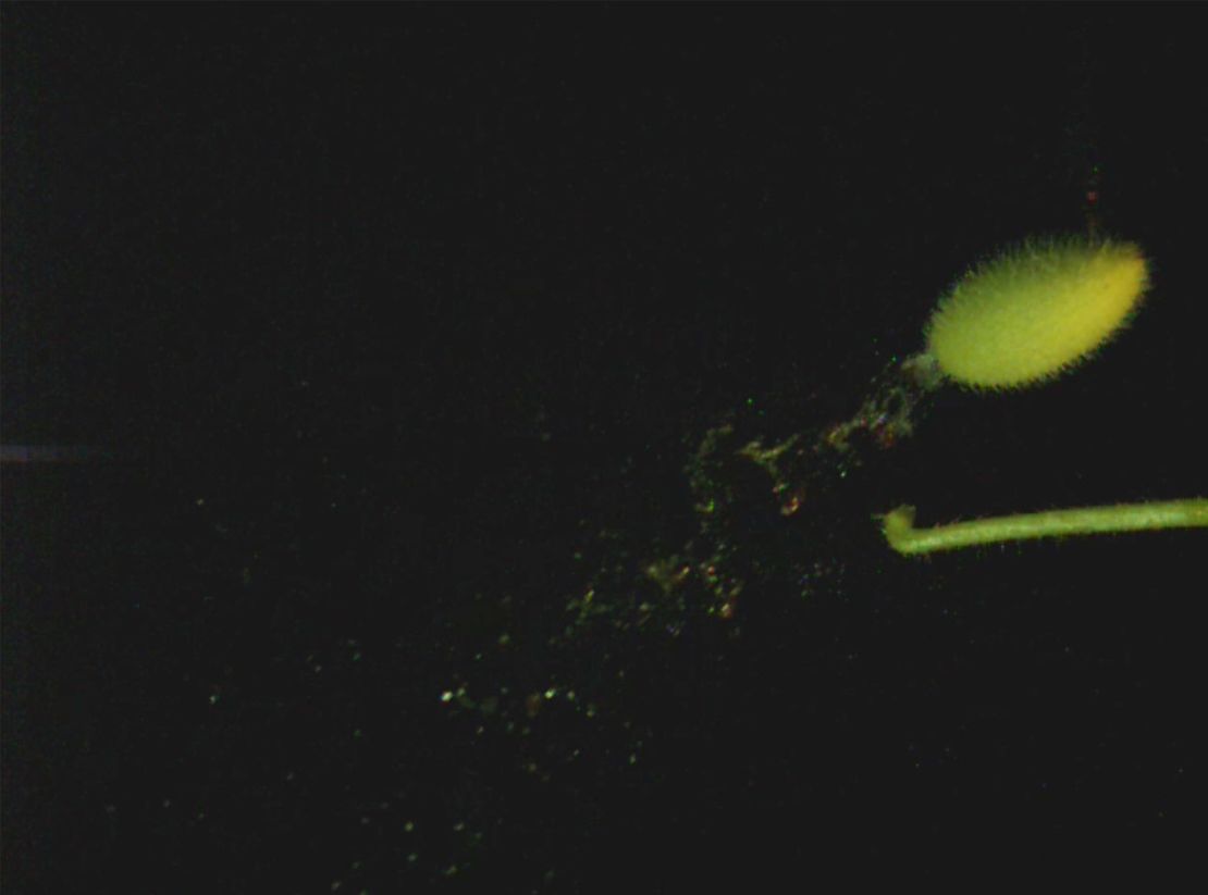 Scientists solve centuries-old mystery of how a cucumber explosively squirts its seeds