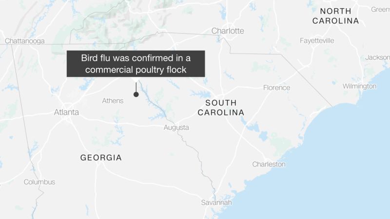 Bird flu: Georgia suspended all poultry activities after case confirmed in a commercial operation