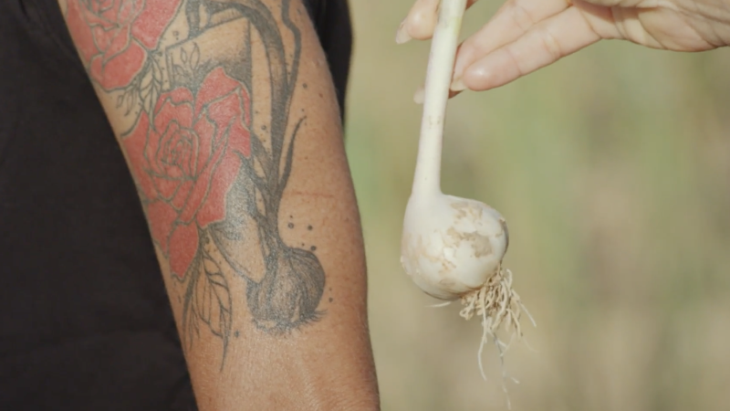 Chinchón, Spain’s native garlic is at risk of extinction. One woman is trying to keep it alive