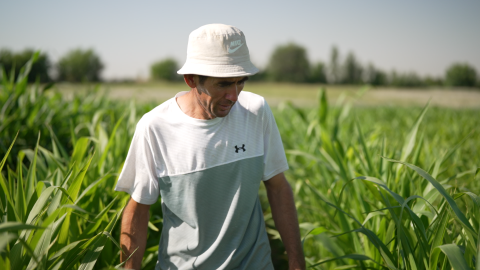 A farmer in Uzbekistan's Tashkent region walks through corn field