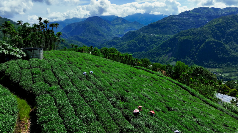 Why one of Taiwan’s best teas is grown 1,000 meters above sea level