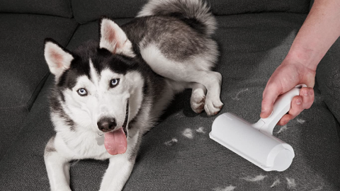 ChomChom pet hair remover sale: Clean up your furniture, clothes and  carpets for less | CNN Underscored