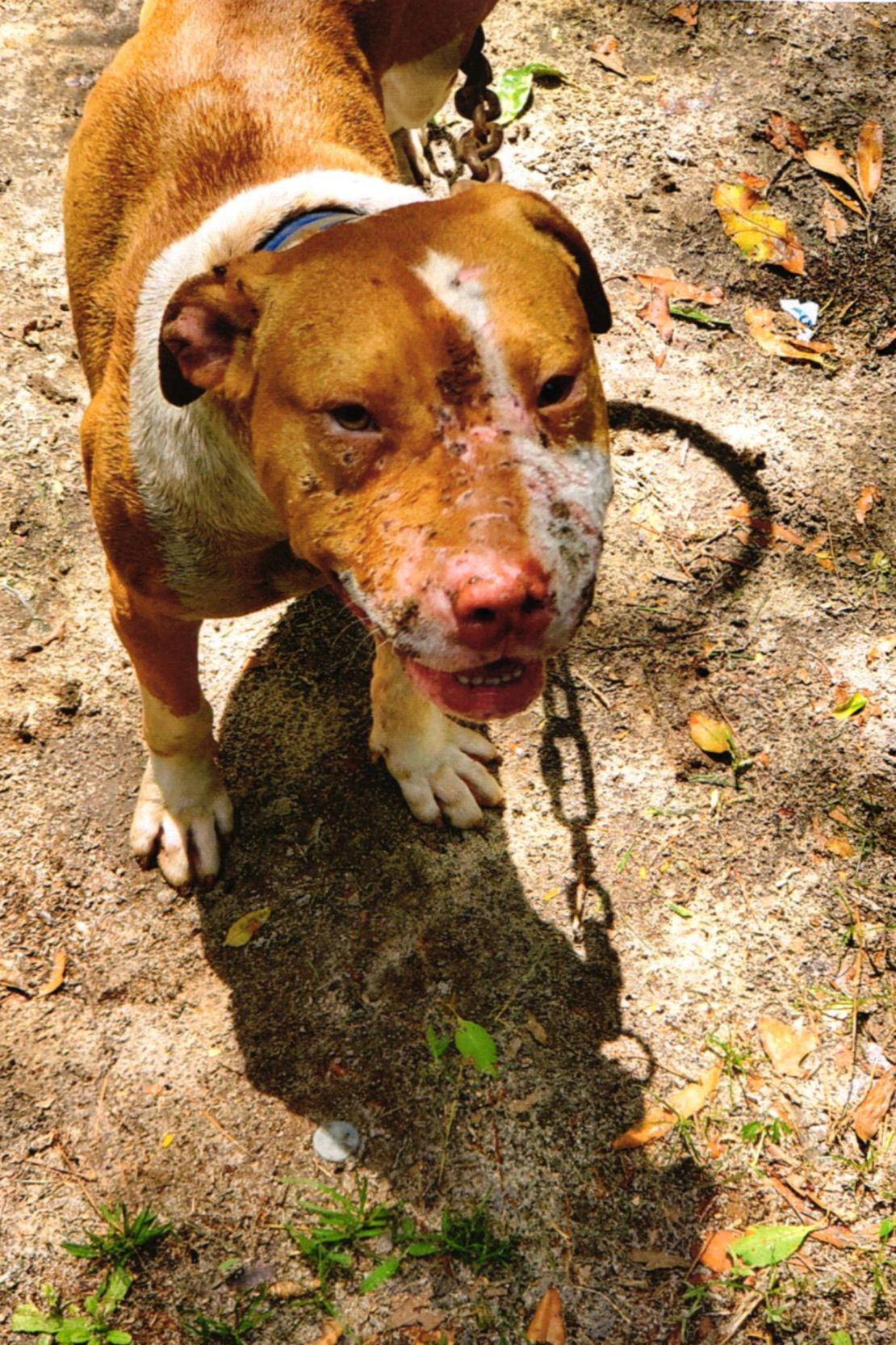A dog with severe scarring was one of 22 pit bulls seized from a South Carolina property in 2022.
