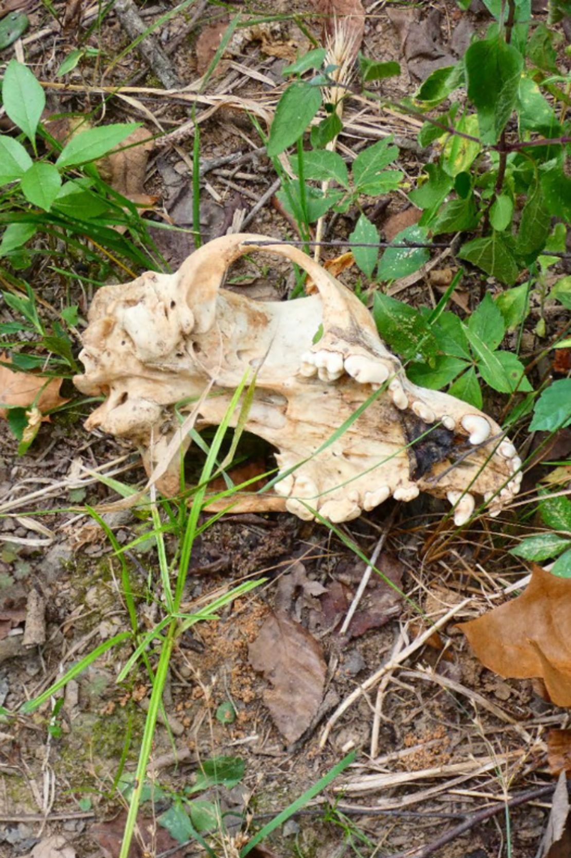 Animal remains were discovered on a suspected dog fighter's property in 2022.