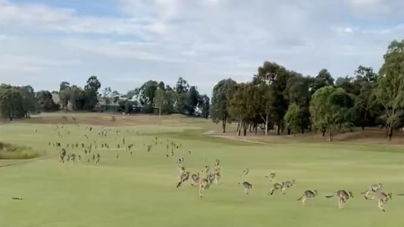 Тълпа подскачащи кенгурута нахлуват в голф игрище в Австралия