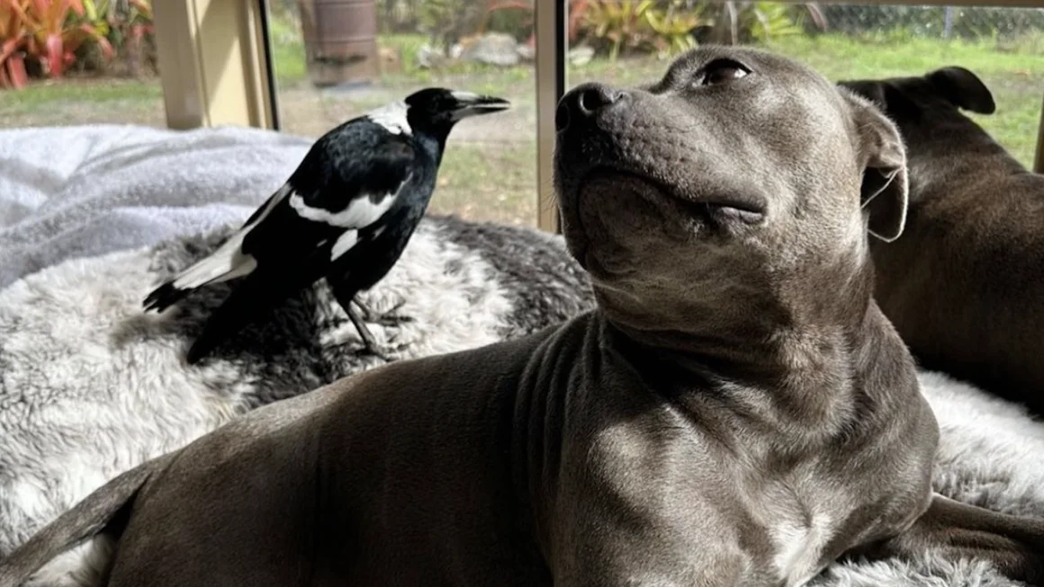 A dog and a bird formed an unlikely friendship. Their separation has infuriated followers 