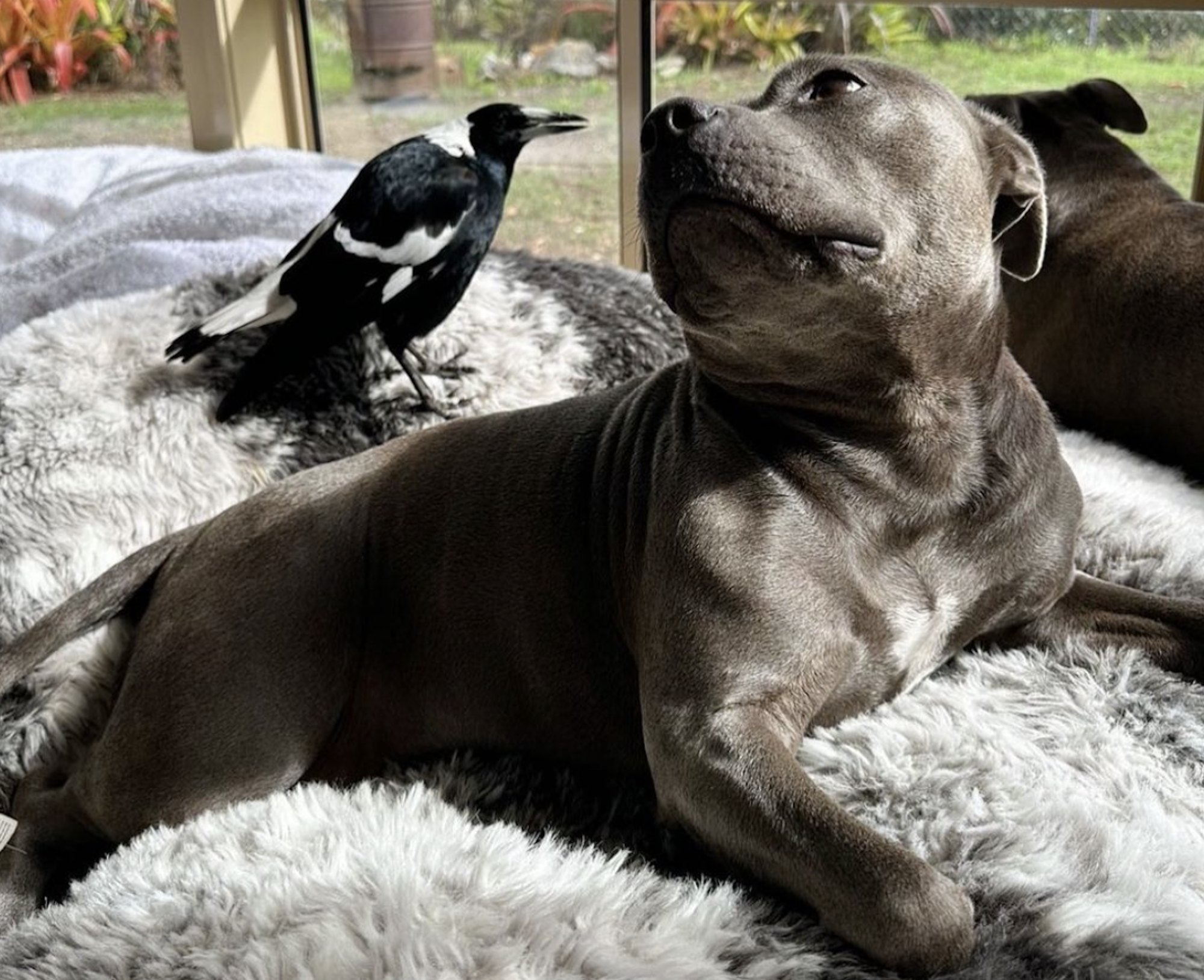 A dog and a bird formed an unlikely friendship. Their separation has  infuriated followers | CNN