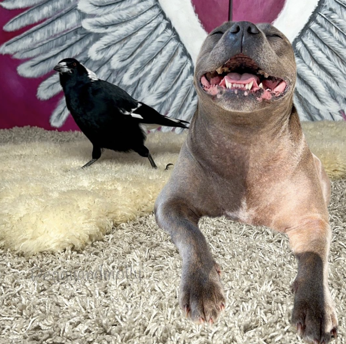 A dog and a bird formed an unlikely friendship. Their separation has infuriated followers