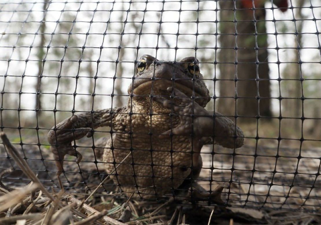 The toads have to cross the road to reach a lake where they lay their eggs.