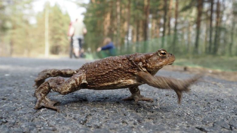 The reserve is seeking volunteers to help toads cross a busy road.