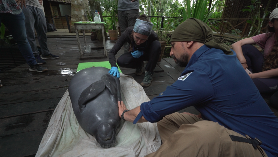 Trujillo, pictured right, and veterinarian María Jimena Valderrama, center, perform a work-up on a rescued manatee at Omacha Foundation's rehabilitation facility. This species is considered vulnerable in the Amazon.