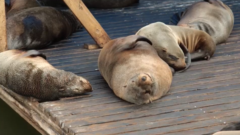 Protecting Cape fur seals from plastic pollution