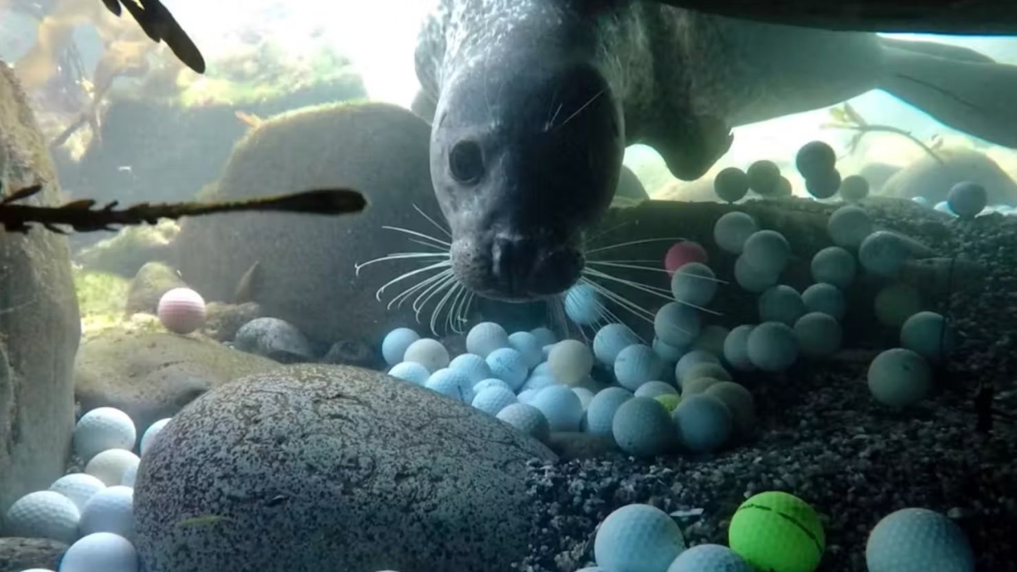 A harbor seal swims among golf balls in the waters of the Monterey Bay National Marine Sanctuary in Monterey, California in 2017.