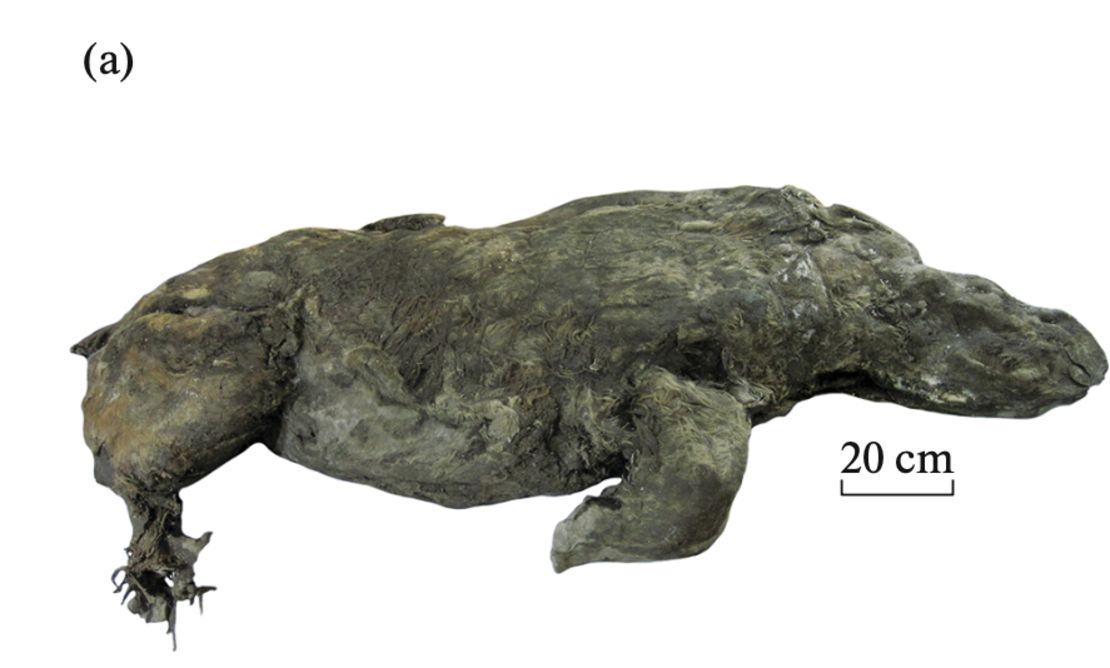 This woolly rhino mummy has been well-preserved by the permafrost.