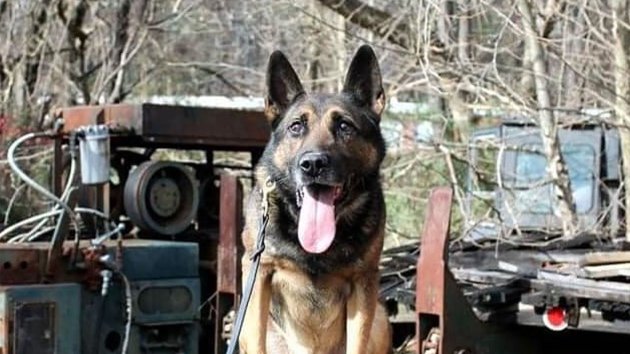 Erwin Tennessee Police Department K9 Scotty