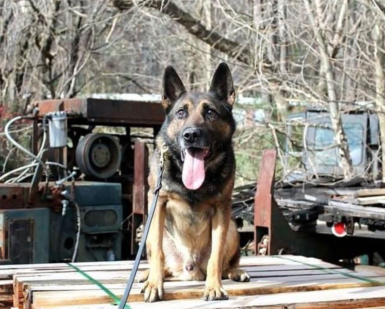 Erwin Tennessee Police Department K9 Scotty