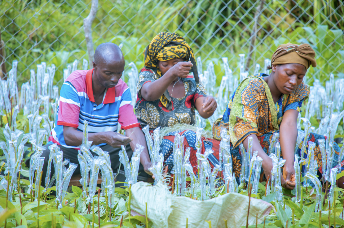 Smallholder farmers in the Kilombero District of Tanzania sowing drought-resistant sugarcane.