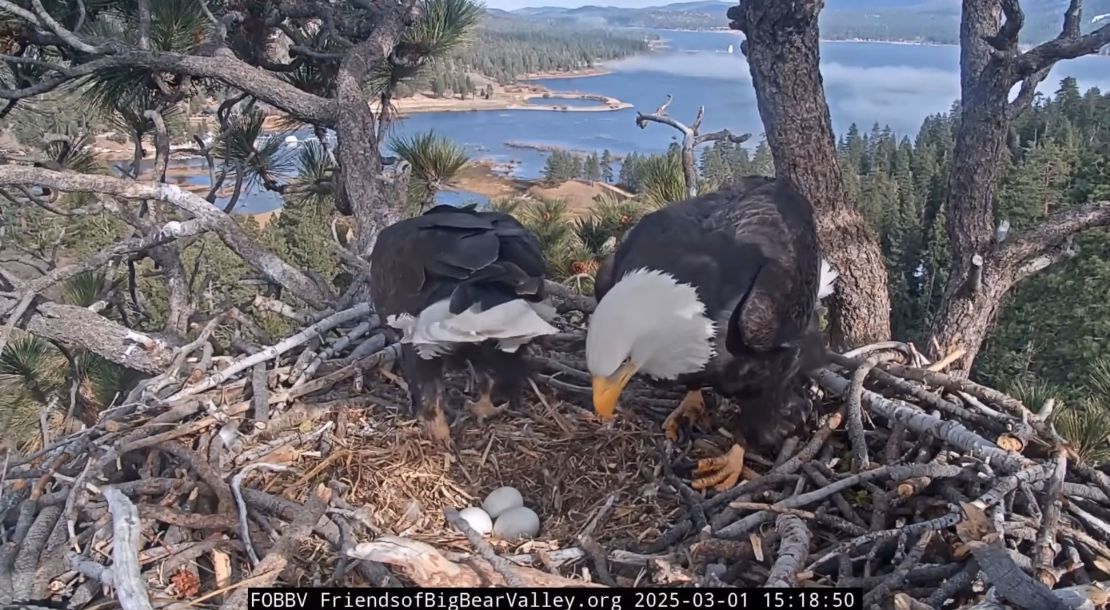Jackie and Shadow monitor their eggs in their nest on March 1, 2025.