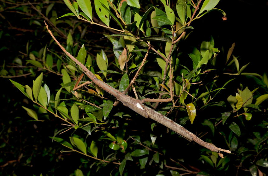 Meet the brand new species of huge twiglet that weighs about the similar as a golfing ball | The Gentleman Report