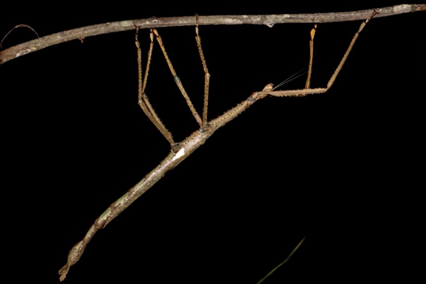 The insect weighs 44 grams, about the same as a golf ball.