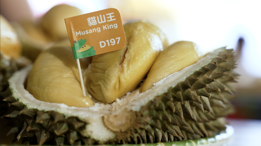 A Musang King durian fruit at DurianBB Park in Malaysia.