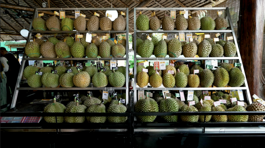 Durian fruit at DurianBB Park in Malaysia