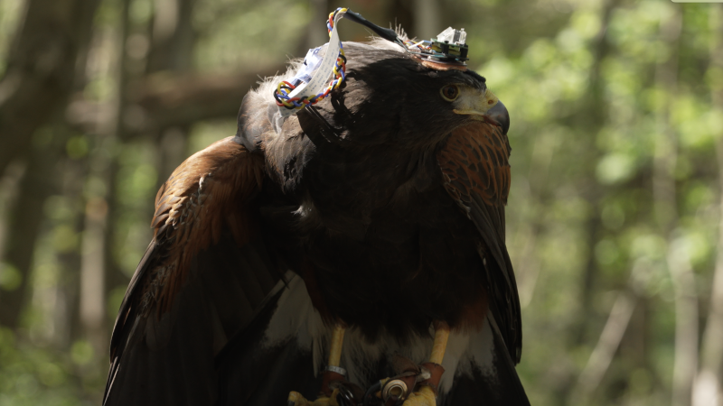 This ‘backpack’ is unlocking how hawks see the world This ‘backpack’ is unlocking how hawks see the world