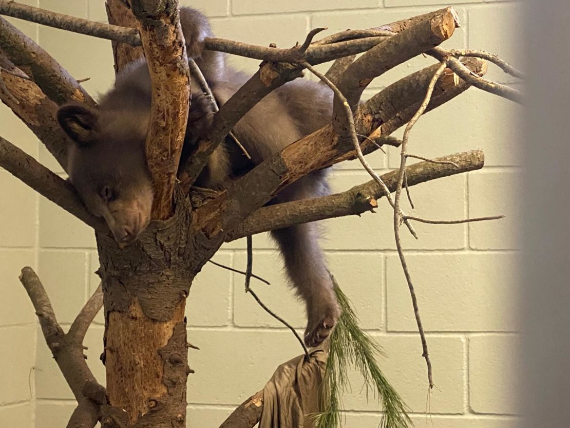 The bear cub asleep at the top of a tree he climbed in his enclosure. Welch said it was one of her favorite moments while raising the cub.