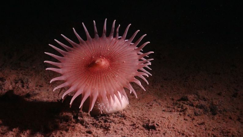 Researchers captured this image of a sea anemone on the ocean floor during a 45-day expedition to the Clarion-Clipperton Zone in the Pacific Ocean.