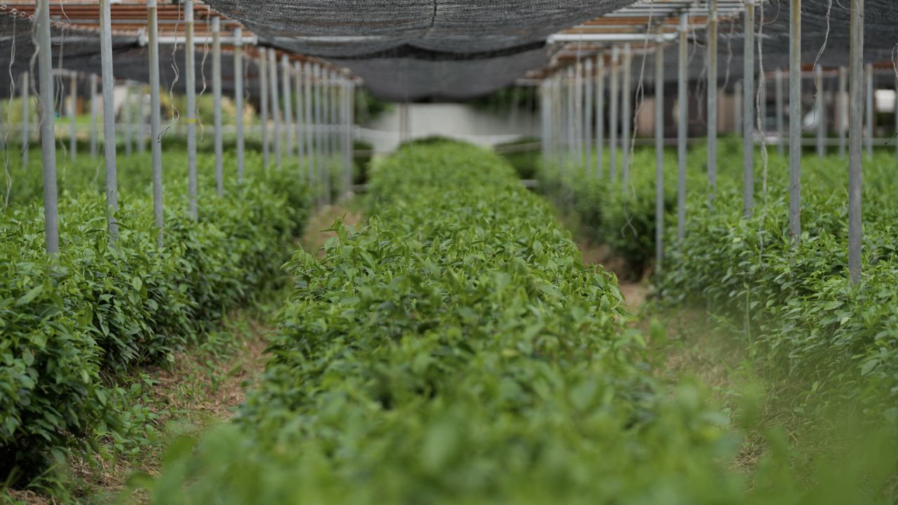 Seasons Digital #1 - Matcha (Clean).00_00_55_15.Still006.jpg
