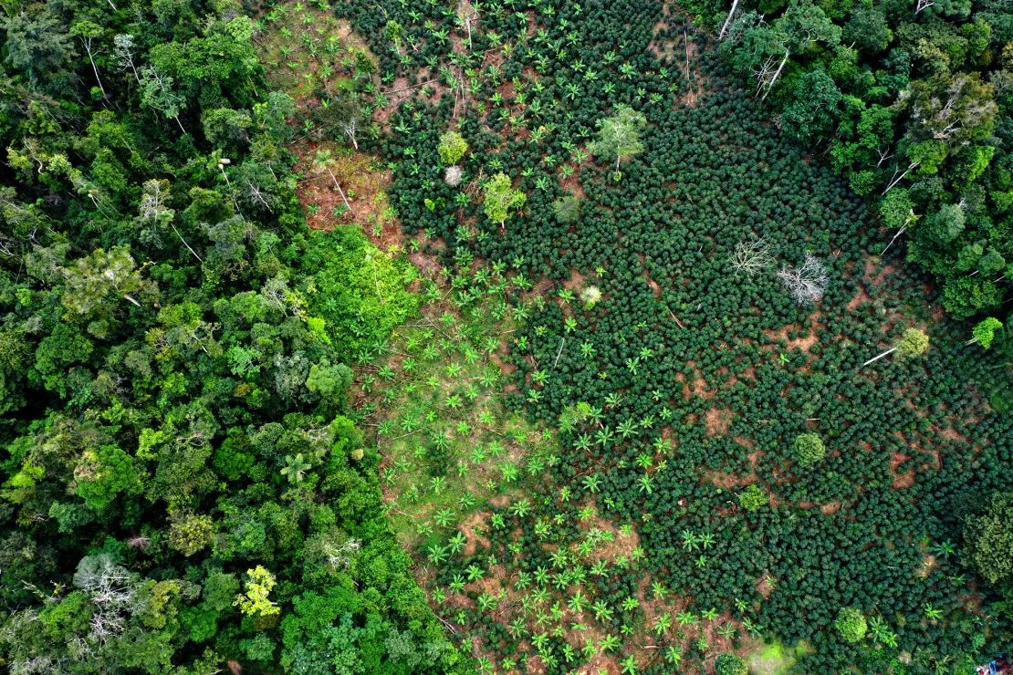 Muchas partes del paisaje del Alto Mayo están siendo taladas para madera y agricultura, dejando atrás partes de bosque que aún mantienen especies importantes.