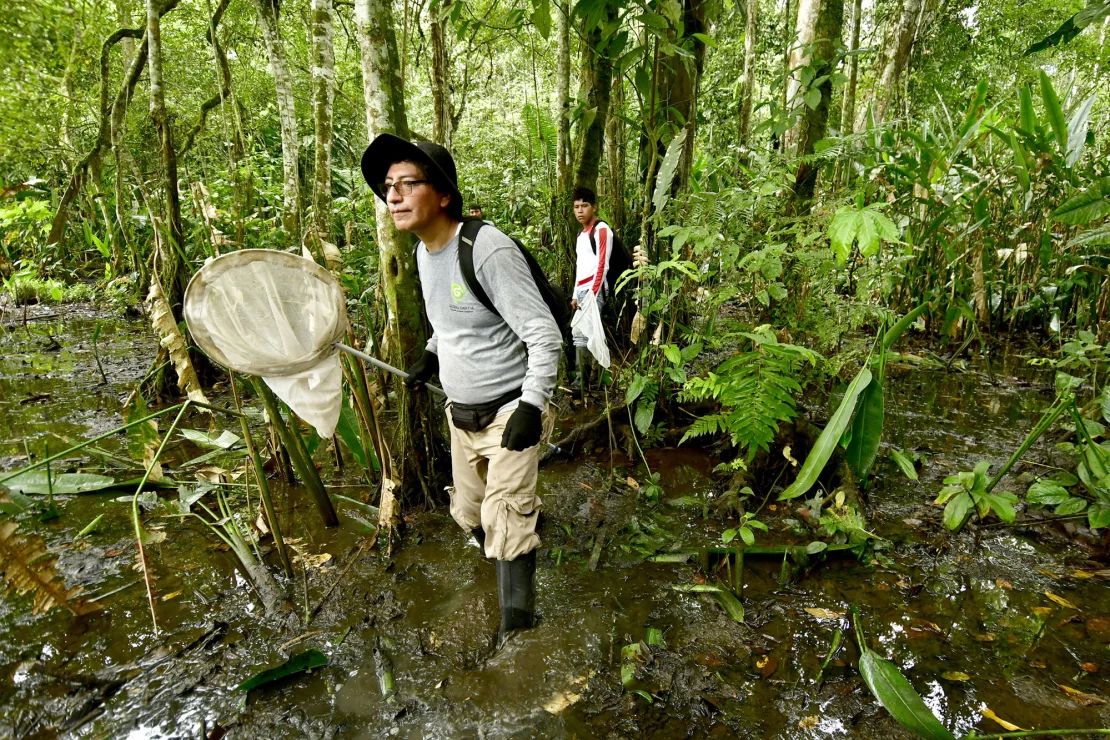 Miembros del equipo de insectos de la investigación recorren un bosque pantanoso usando redes y distintos tipos de trampas.