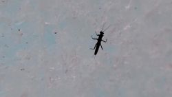 Sequence 02.00_00_00_15.Still001.jpg